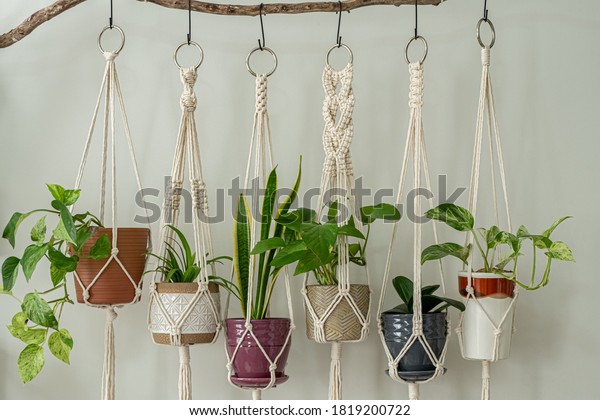 Six\
handmade cotton macrame plant hangers are hanging from a wood\
branch. The macrame have pots and plants inside\
them.