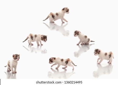 Six Identical Kittens With Reflections On The Floor In The Form Of A Pyramid On A White Background