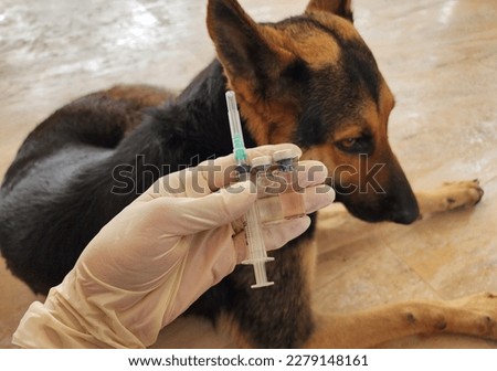 Six key canine diseases are covered by vaccines, which must be administered to dogs every year to maintain their health. should be increased once a year, annually