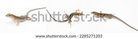 six lined racerunner lizard - Aspidoscelis sexlineatus - three views isolated on white background. They thrive in hot arid Sandy well drained habitat. Florida example