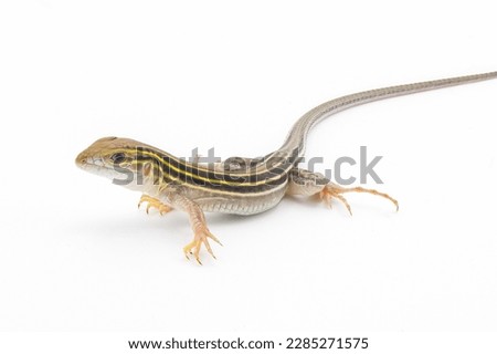 six lined racerunner lizard - Aspidoscelis sexlineatus - front side view isolated on white background. They thrive in hot arid Sandy well drained habitat. Florida example
