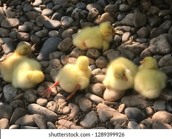 Six Little Yellow Baby Geese Laying Down On The Rocks