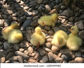 Six Little Yellow Baby Geese Laying Down On The Rocks