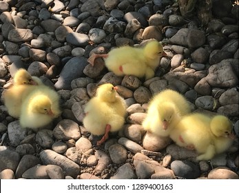 Six Little Yellow Baby Geese Laying Down On The Rocks