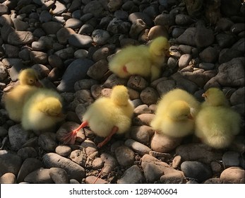 Six Little Yellow Baby Geese Laying Down On The Rocks