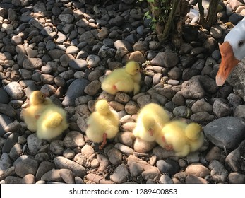 Six Little Yellow Baby Geese Laying Down On The Rocks