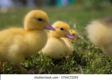 467 Six ducklings Images, Stock Photos & Vectors | Shutterstock