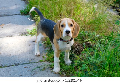 Dar en cualquier momento Condicional Un cachorro Beagle de seis meses Foto de stock 1722017434 | Shutterstock