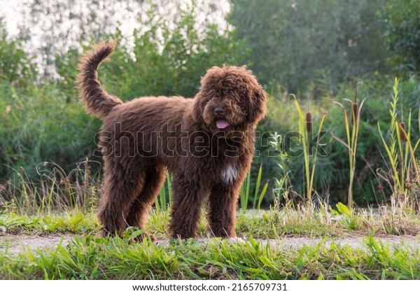 A six month old\
brown French Water Dog (Barbet) with a white patch on the chest in\
front of a reed collar.