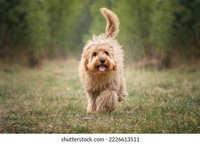 Six month old Cavapoo puppy dog walking towards the camera