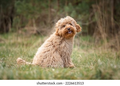 Six month old Cavapoo puppy dog sitting in the forest with the wind blowing her fur and very cute and cuddlyn and smiling as well