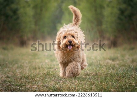 Six month old Cavapoo puppy dog walking towards the camera