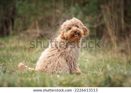 Six month old Cavapoo puppy dog sitting in the forest with the wind blowing her fur and very cute and cuddlyn and smiling as well