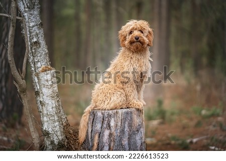 Six month old Cavapoo puppy dog sitting very cute on a tree stump in the forest and a great pose