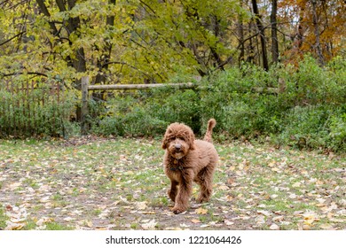 6 Month Puppy High Res Stock Images Shutterstock