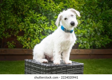 Six Month Old White Jackapoo Puppy - A Cross Between A Jack Russell And A Poodle - Sitting On A Rattan Garden Seat And Looking Super Cute With Puppy Eyes And A Head Tilt