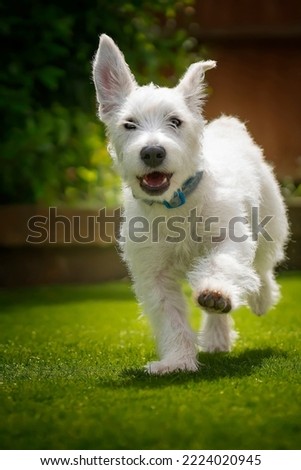 Six month old White Jackapoo puppy - a cross between a Jack Russell and a Poodle - running in his garden almost saying hi with his paw raised and face smiling - a very happy dog