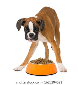 Six Months Old Boxer Dog Standing Behind A Food Bowl Isolated On White Background