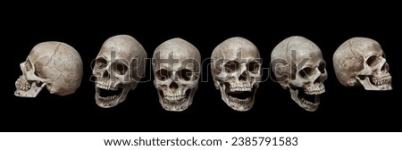 Six old human skulls isolated over black background