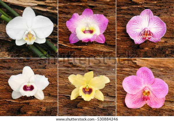 Six\
orchid flower ,grove on Vintage Wooden\
Background