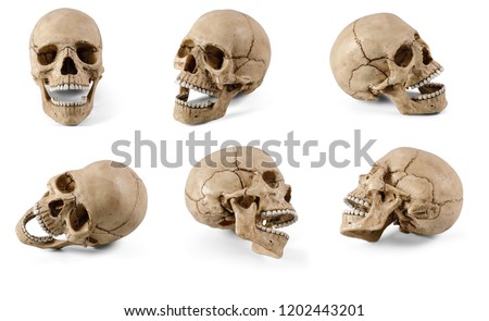 Six plastic human skulls with open jaws at various angles isolated on white background