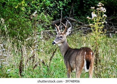 173 6 Point Buck Images, Stock Photos & Vectors | Shutterstock