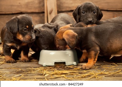 when can puppies start drinking milk out of a bowl