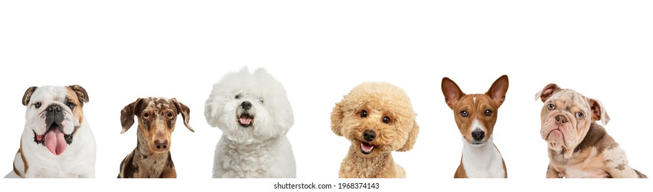 Six purebred dogs different breeds looking at camera isolated over white studio background. Concept of motion, action, pets love, animal life. Look happy, delighted. Copyspace for ad, flyer. Collage - Shutterstock ID 1968374143