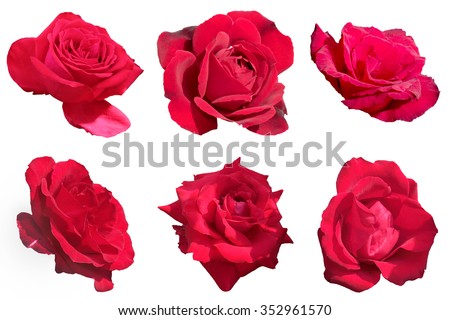 Six red rose flora isolated on white background, group of flowers collection, scrapbook element, sticking objects, love wedding icon valentine day