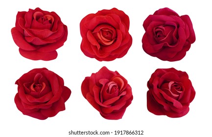 six rose flowers on white background, nature, name card, template, copy space - Powered by Shutterstock