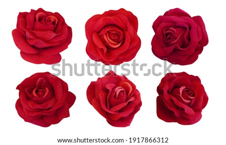 six rose flowers on white background, nature, name card, template, copy space