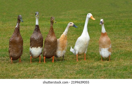 Six Runner Ducks Standing In A Row Isolated On Grass