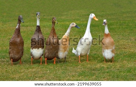Six Runner Ducks standing in a row isolated on grass