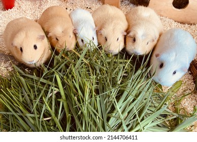 six shorthaired guinea pigs sit in a semicircle around their food