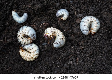 Six soft fleshy grubs of rhinoceros beetle (Oryctes rhinoceros), in a bed of dry cow dung. A serious pest of coconut trees, on cow dung. Second and third instar grubs.                                 