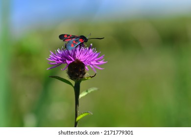 Six spot Burnet moth, Jersey, U.K. Macro image of an insect on a Common Knapweed wildflower.
