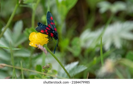a six spot burnet moth (Zygaena filipendulae) feeding on meadow buttercup (Rananculus acris)