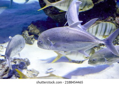 The Six - Striped Caranx Caranx Sexfasciatus Is A Species Of Marine Ray - Finned Fish From The Family Of Horse Mackerel. High Quality Photo