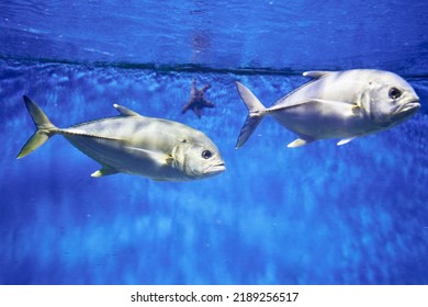 The Six - Striped Caranx Caranx Sexfasciatus Is A Species Of Marine Ray - Finned Fish From The Family Of Horse Mackerel. High Quality Photo