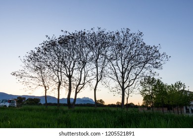 Six trees in a row at sunset