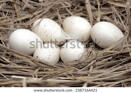 Six turkey eggs in the nest ready to be incubated by the mother. This bird has the scientific name Meleagris gallopavo.