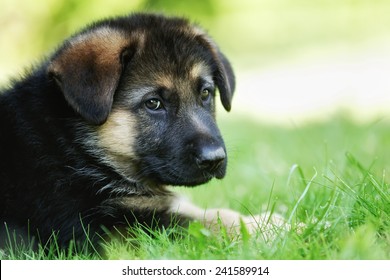 Six week old pedigree german shepherd puppy outdoors on a sunny day.