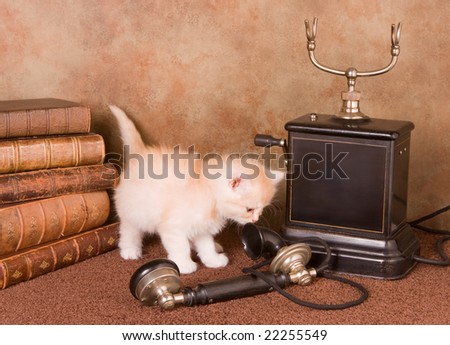 Six weeks old kitten using an antique telephone