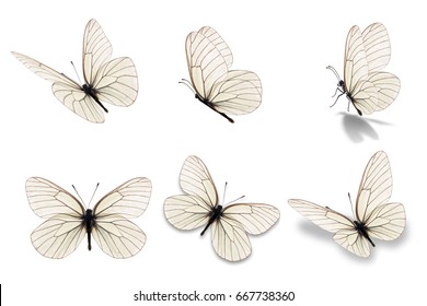 Six White Butterfly, Isolated On White Background