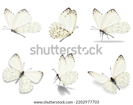 Six white butterfly isolated on white background
