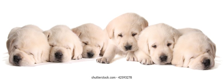 Six Yellow Lab Puppies, Three Weeks Old.