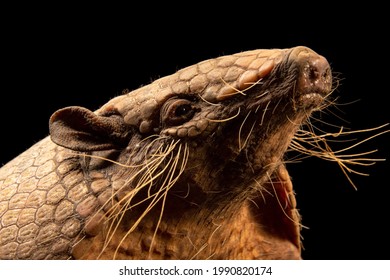 Six-Banded Armadillo, Euphractus Sexcinctus. Edentulous Mammal With Dorsal Armour, Formed Of Overlapping Scales