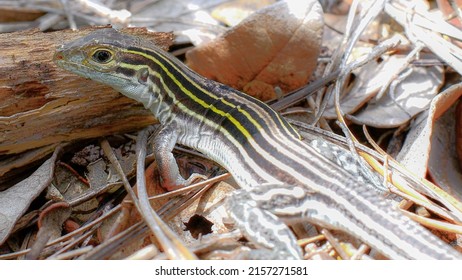 The six-lined racerunner - Aspidoscelis sexlineata - is a species of lizard native to the United States and Mexico. They reach speeds of 18 mph. North central Florida