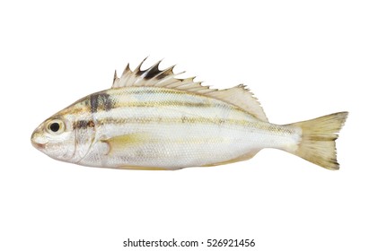 Sixlined Terapon Fish Isolated On White Stock Photo 526921456 ...