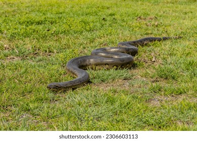Anaconda grande de seis metros (Eunectes murinus) Sudamérica Venezuela.
